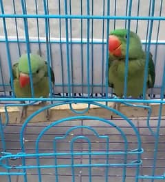 Raw Parrot Pair  and only female available