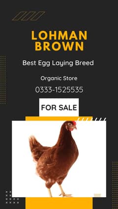 For Sale: Premium Organic Lohmann Brown Egg Layers 0