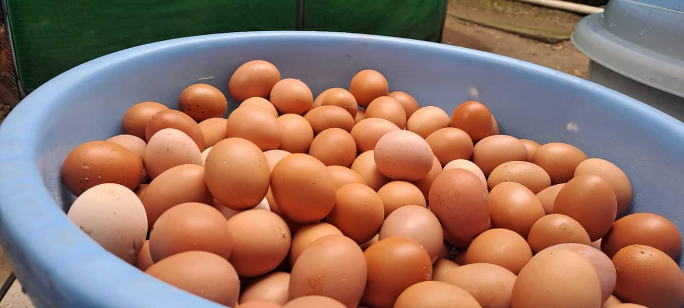 For Sale: Premium Organic Lohmann Brown Egg Layers 2