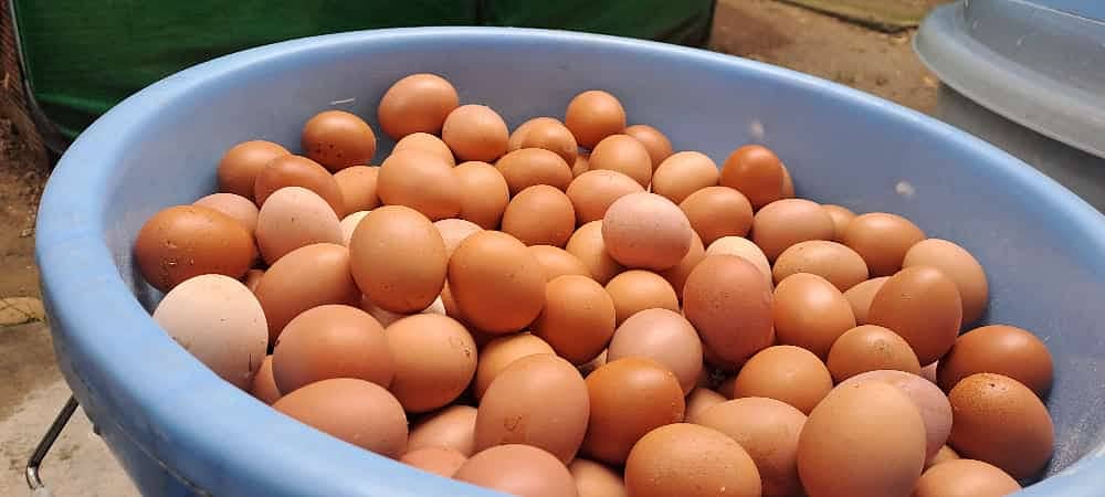 For Sale: Premium Organic Lohmann Brown Egg Layers 3