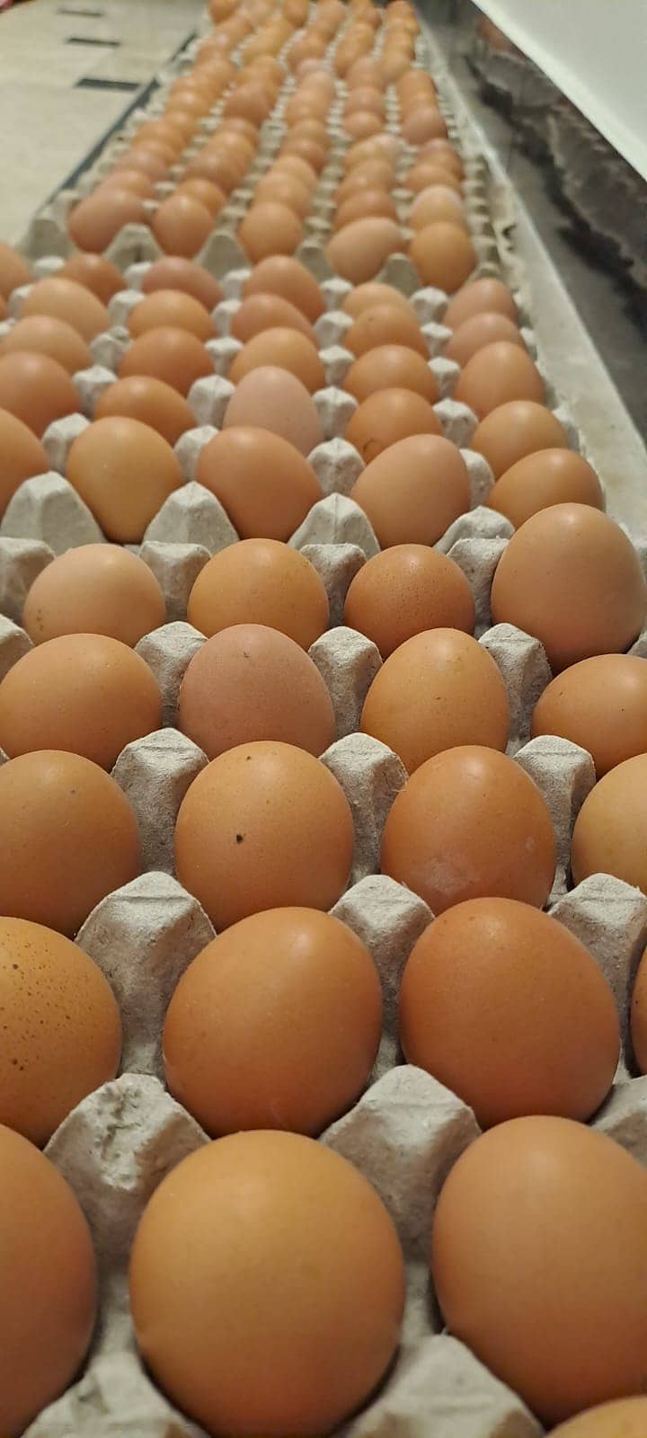 For Sale: Premium Organic Lohmann Brown Egg Layers 4