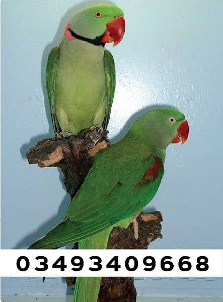full talking and Breeding jumbo size raw Pahari parrot pair 0