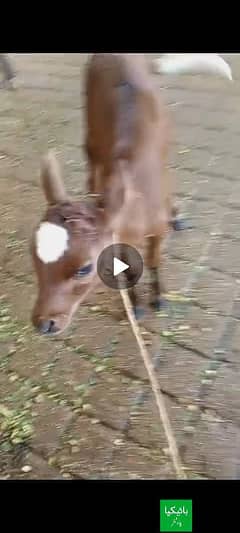 cow kid for sale healthy end active 0