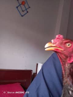 ROOSTER cock pure aseel