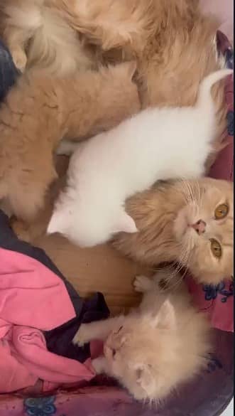 Cats | persian | Kittens | Kittens for sale| Tripple coat 1