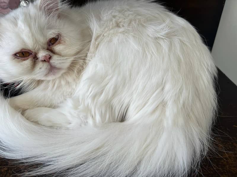 Cats | persian | Kittens | Kittens for sale| Tripple coat 4