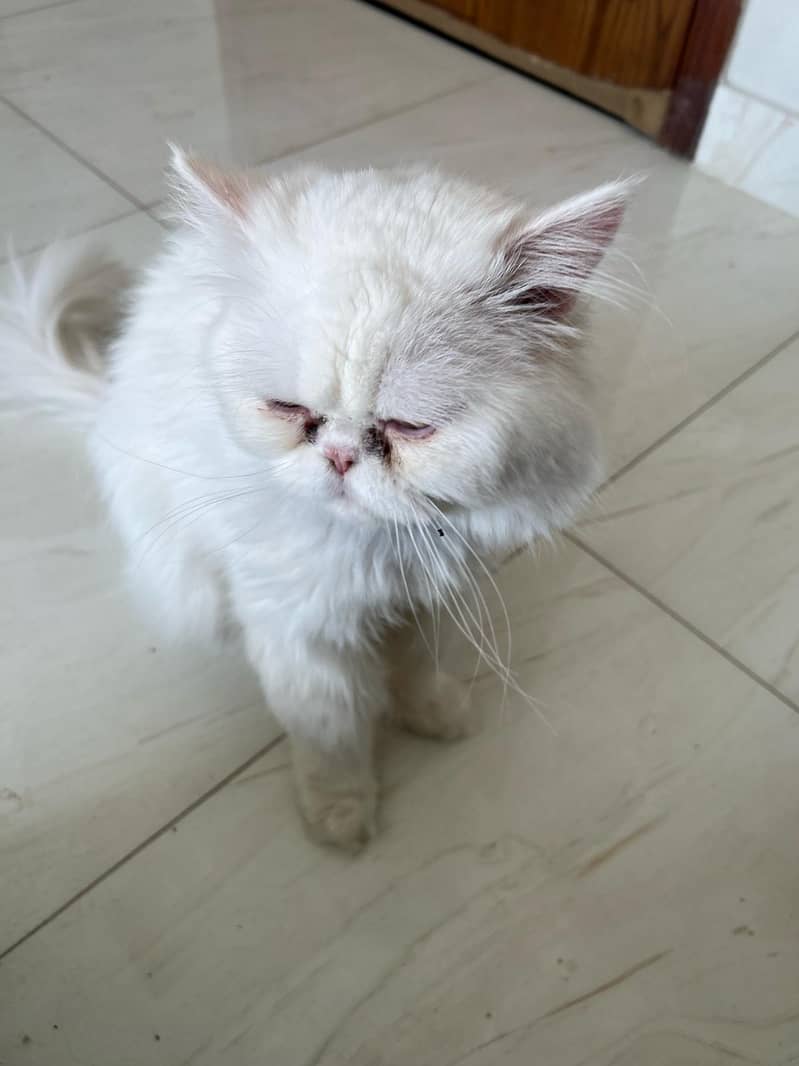 Cats | persian | Kittens | Kittens for sale| Tripple coat 16