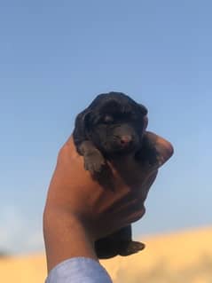 German shepherd Quality puppies for sale