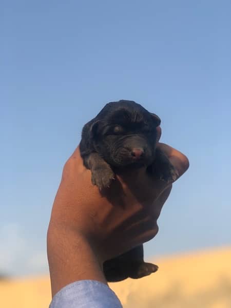 German shepherd Quality puppies for sale 0