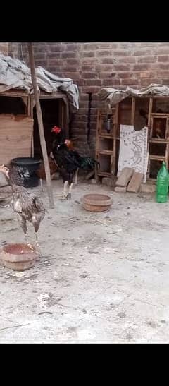 aseel vait and Thai  barmi and pokoye  chicks for sale  pr pice