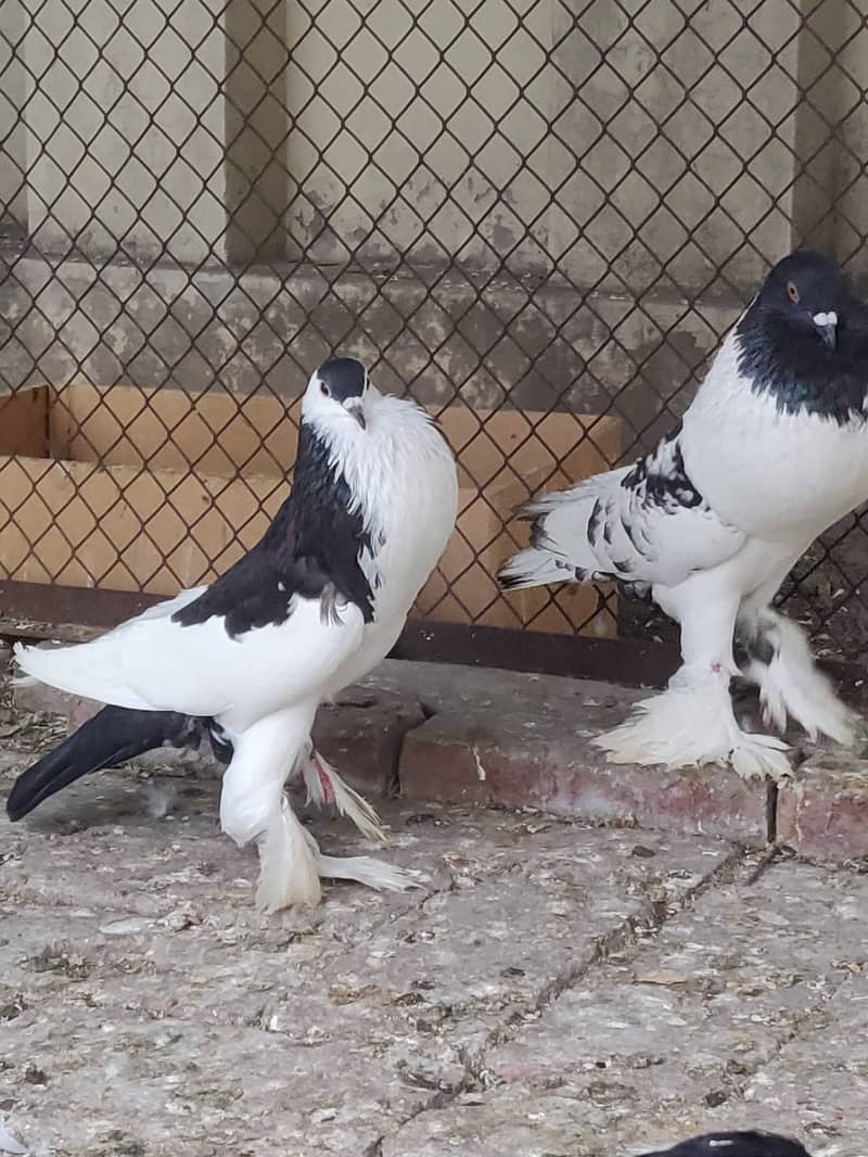 pouter breeder pair fantail single pice black n white 3