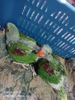 Kashmiri raw parrot chick  03705055818