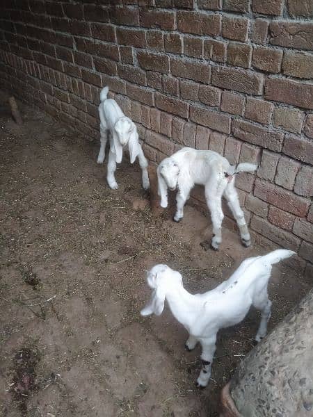 goat  for sale 1