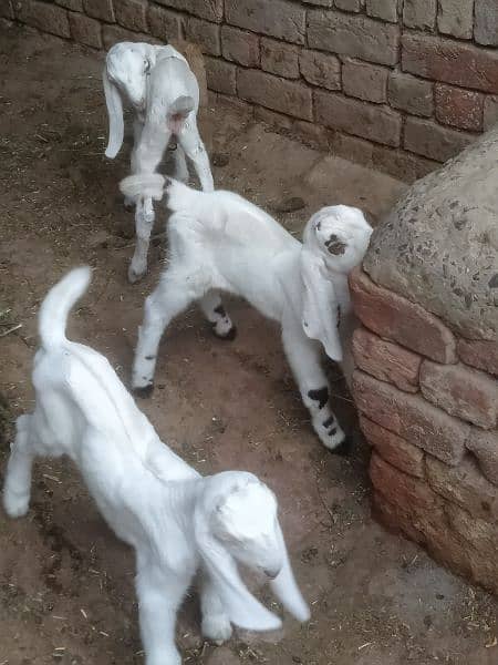 goat  for sale 3