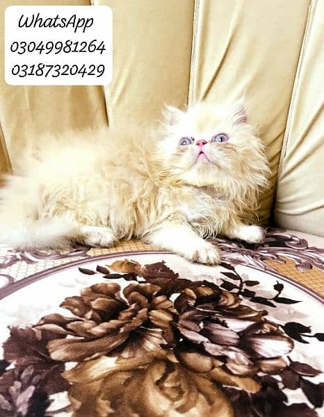 pure persian female kitten Peke face from CFA piki bloodline 0