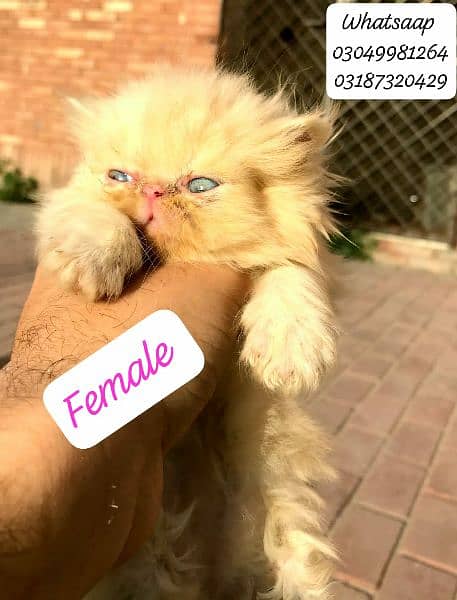 pure persian female kitten Peke face from CFA piki bloodline 1