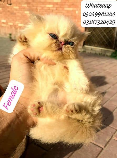 pure persian female kitten Peke face from CFA piki bloodline 6