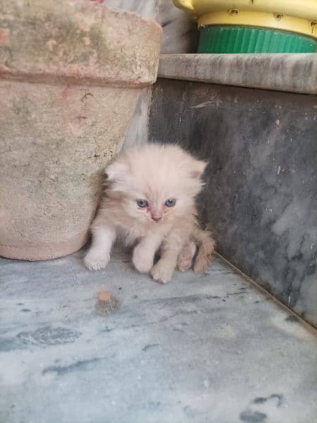 Persian Kittens 8