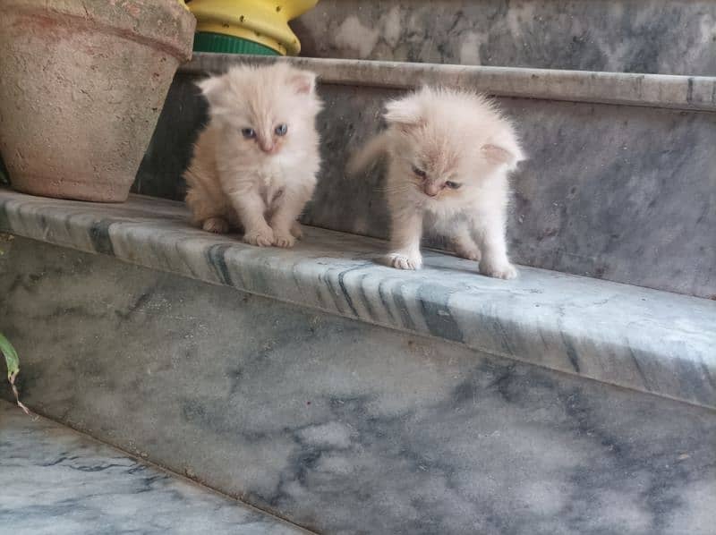 Persian Kittens 7