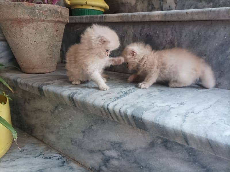 Persian Kittens 9