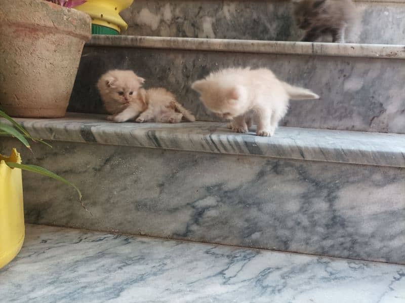 Persian Kittens 10