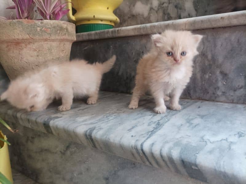 Persian Kittens 13