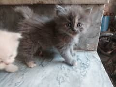 Persian Kitten / Kitten for sale / Persian cat for sale