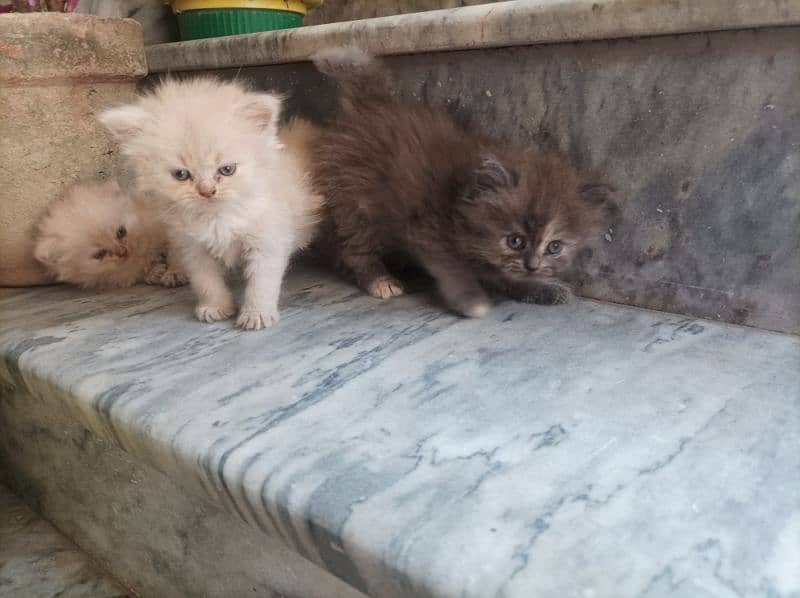 Persian Kittens 14