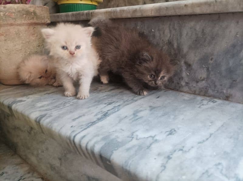 Persian Kittens 15