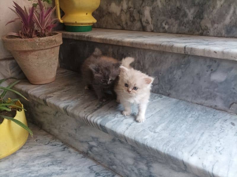 Persian Kittens 16