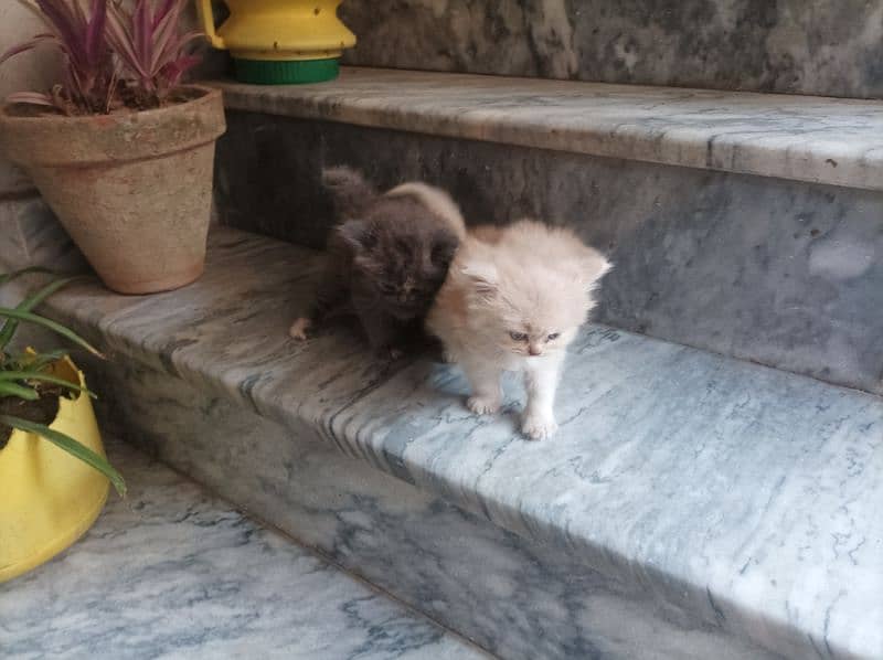 Persian Kittens for Sale 13