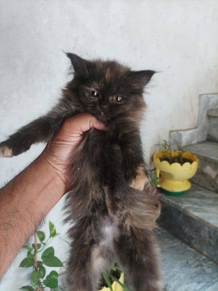 Persian Kittens for Sale 14