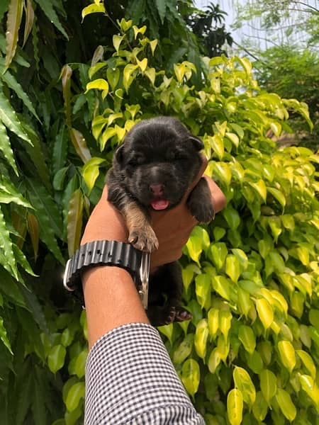 German shepherd Quality puppies for sale 1