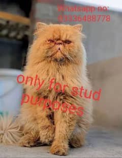 PEKE PIKI PEKI FACE CAT AVAILABLE FOR STUD services