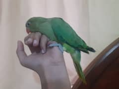 green slf hand tame 2 chick 6000 each main itne saste urgent derha hon