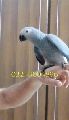 self African grey chicks for Sale