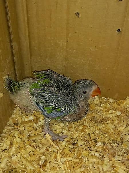 Green Ringneck Parrot Chicks 1
