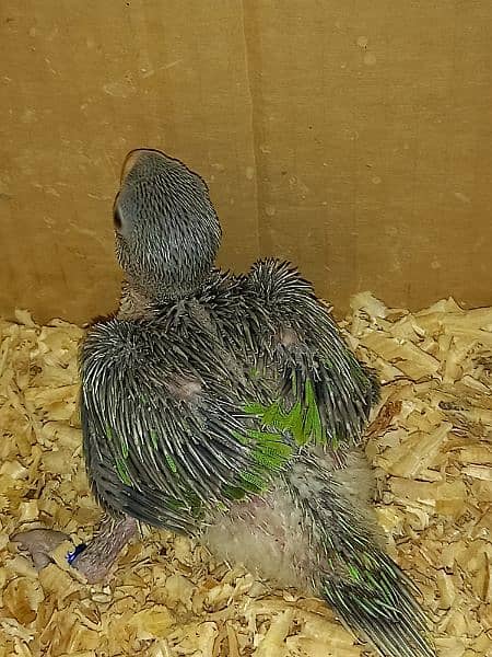 Green Ringneck Parrot Chicks 3