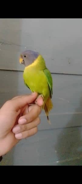 plum head Hand Tamed Full Friendly Plum Head Male /female Parrot 0