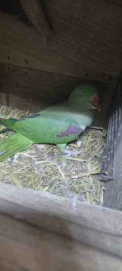 Raw parrot female high quality