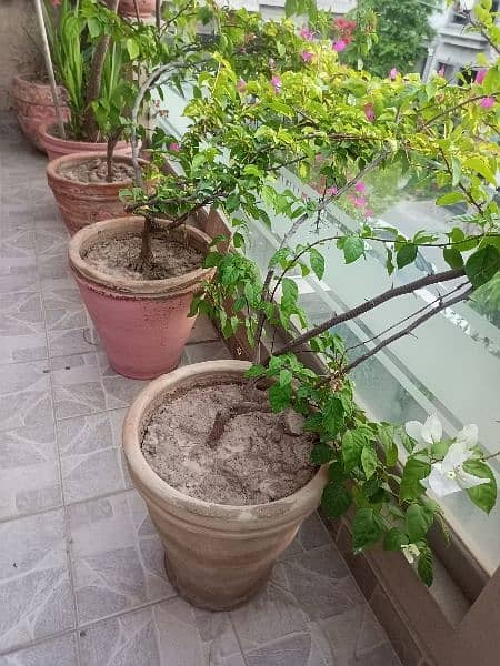 indoor -outdoor plants for sale very cheap 7