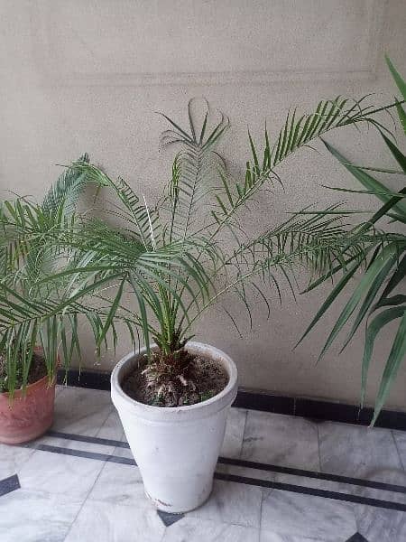 indoor -outdoor plants for sale very cheap 9