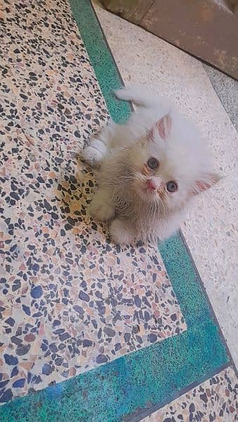 Persian Cats | Persian Kittens | Double Coated Kittens For Sale 0