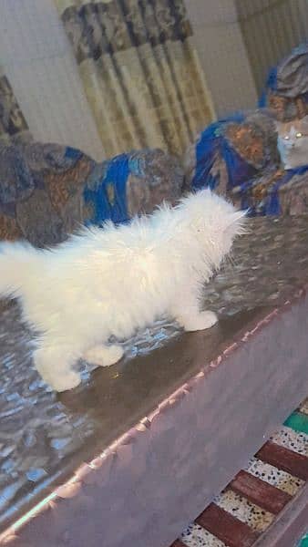 Persian Cats | Persian Kittens | Double Coated Kittens For Sale 1