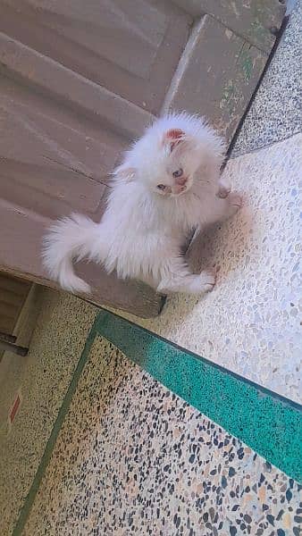 Persian Cats | Persian Kittens | Double Coated Kittens For Sale 2