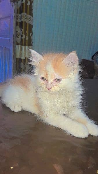 Persian Cats | Persian Kittens | Double Coated Kittens For Sale 3