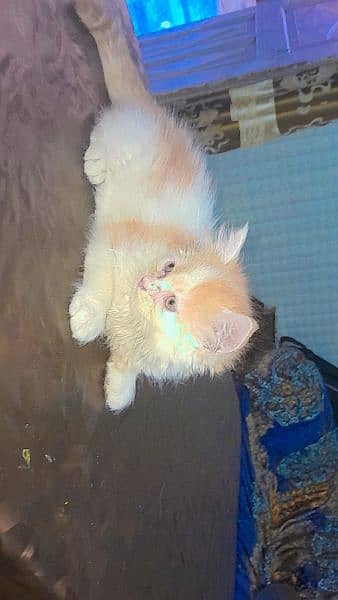 Persian Cats | Persian Kittens | Double Coated Kittens For Sale 4