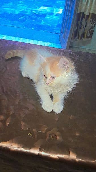 Persian Cats | Persian Kittens | Double Coated Kittens For Sale 5