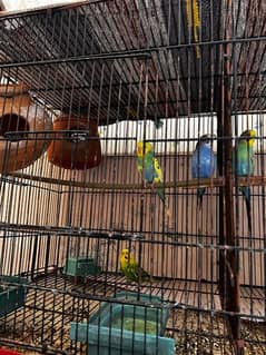 all birds n cage for sale