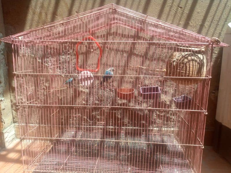 Love birds pair with cage 1